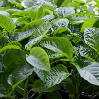 تصویر 3 از نشا فلفل دلمه‌ ای زرد با گارانتی سلامت نشا